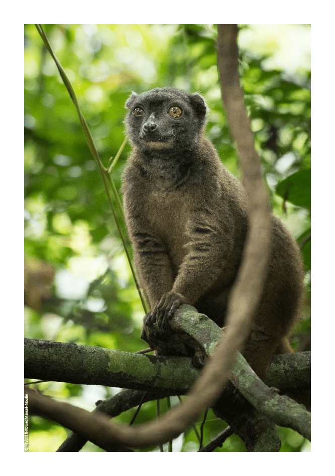 联合国粮食及农业组织：2021&ndash;23年粮农组织农业各部门生物多样性主流化战略实施行动计划.pdf 第5页