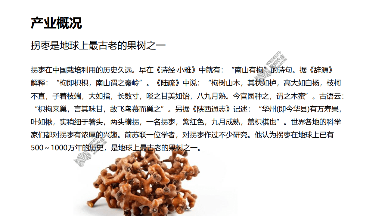 唯恒农业：你没见过的水果&middot;第一篇-拐枣.pdf 第4页