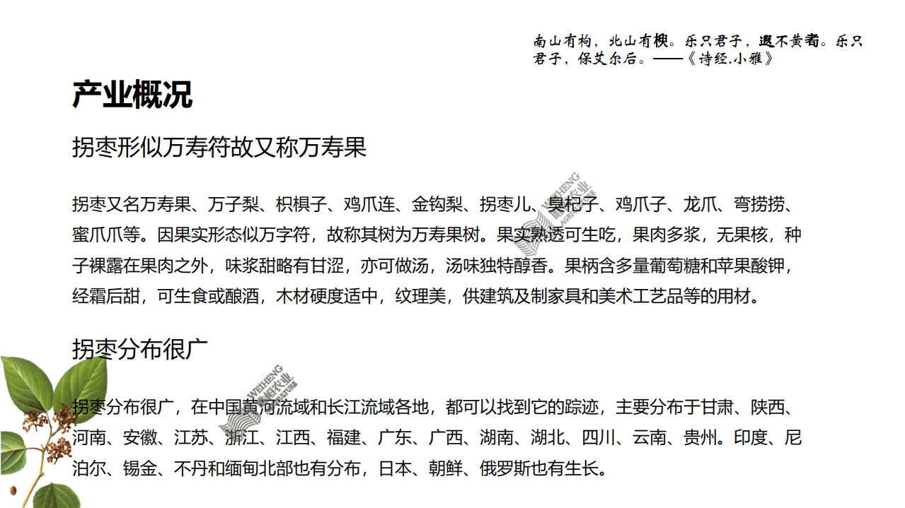 唯恒农业：你没见过的水果&middot;第一篇-拐枣.pdf 第3页