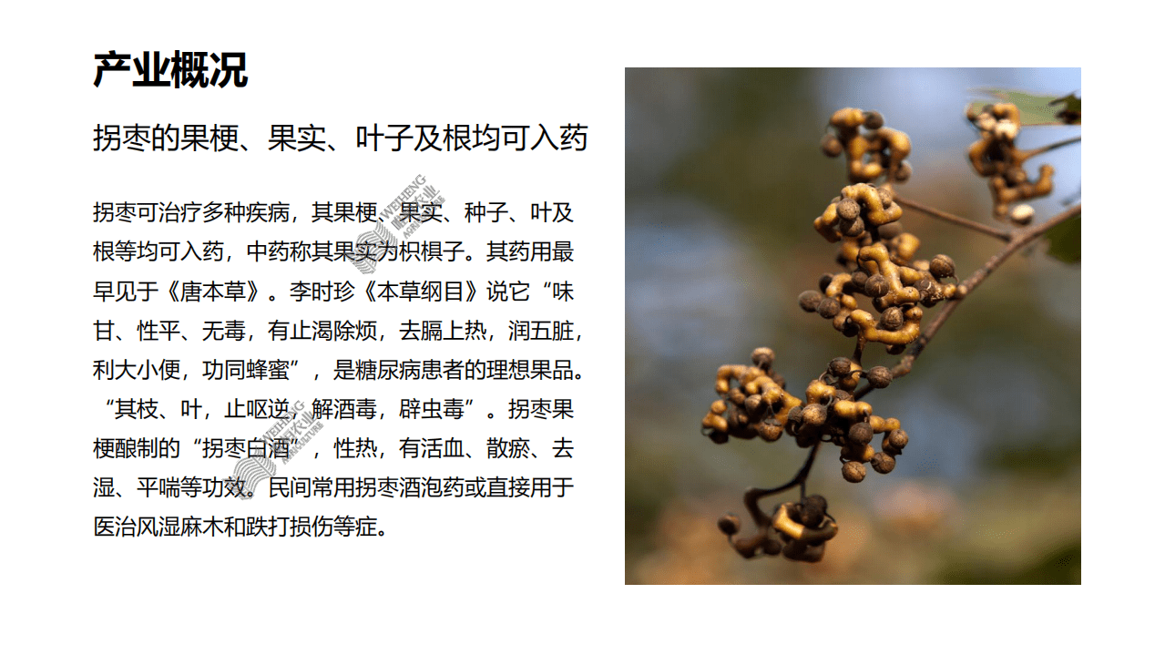 唯恒农业：你没见过的水果&middot;第一篇-拐枣.pdf 第6页