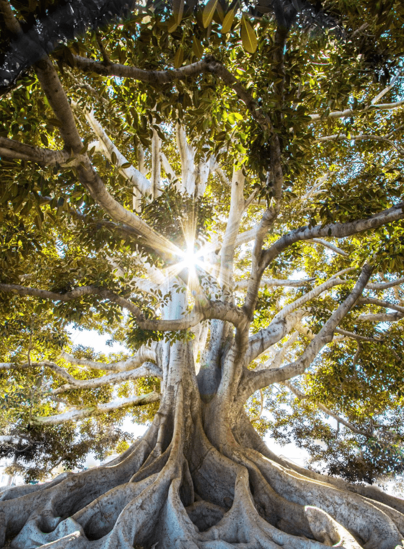 财新智库：中国低碳发展行业展望年度白皮书（2021）.pdf 第2页