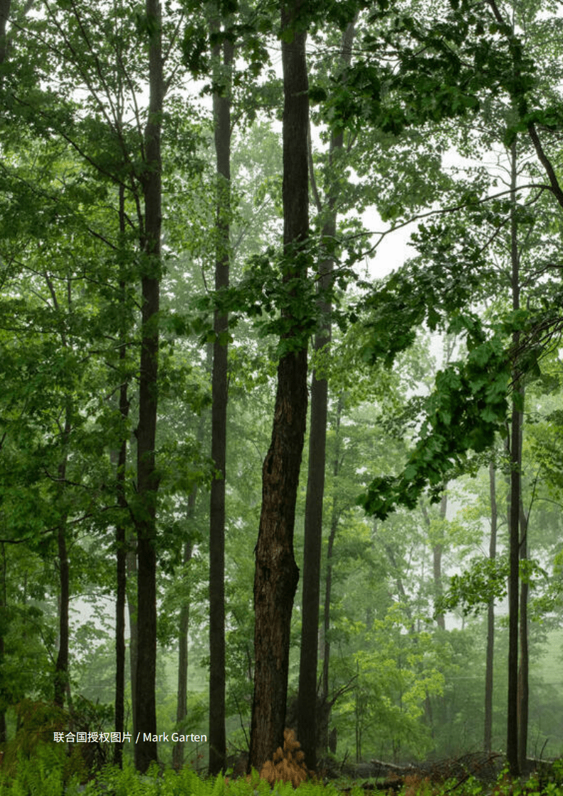 BCG：企业碳中和路径图— 落实巴黎协定和联合国可持续发展目标之路.pdf 第5页