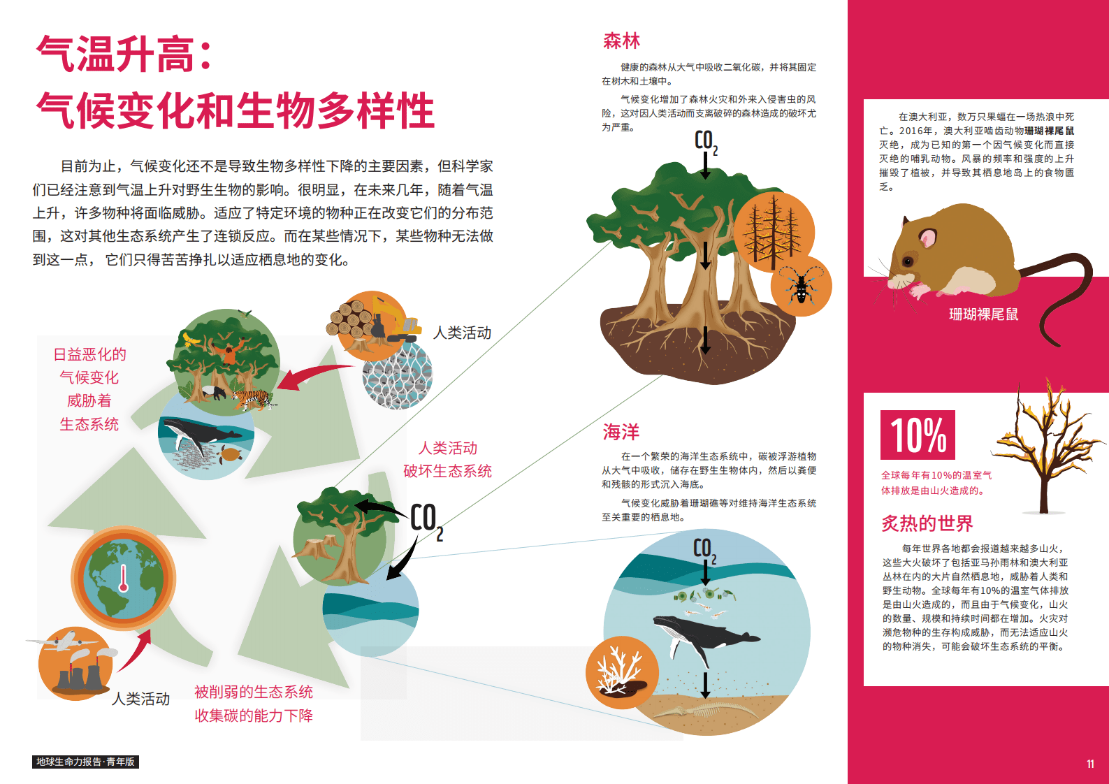 WWF：地球生命力报告2020 青年版.pdf 第6页
