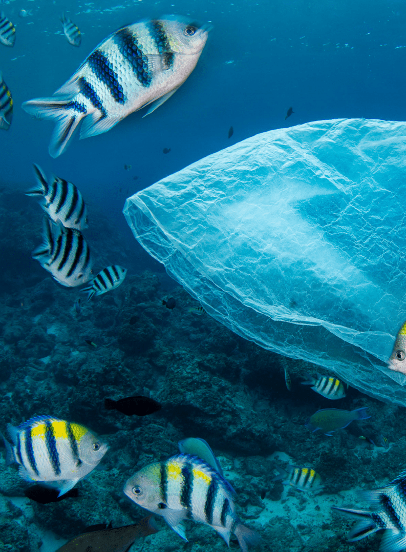 WWF：净塑自然研究报告系列之三-长江中下游地区塑料垃圾产生源特征与迁移规律研究.pdf 第3页