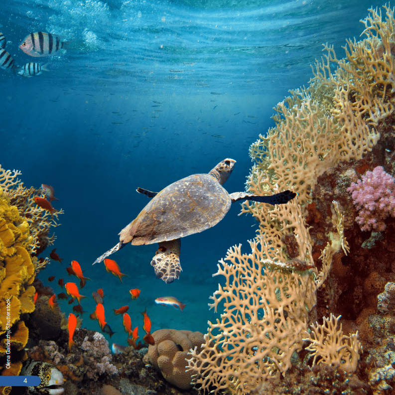 联合国环境规划署：沿海资源治理对可持续蓝色经济的意义报告.pdf 第6页