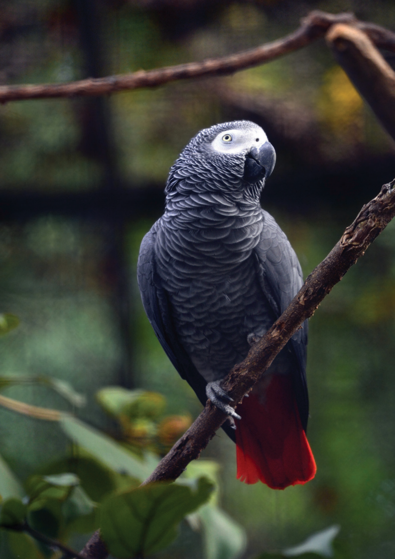 世界动物保护协会：异域宠物贸易的残酷现状.pdf 第4页