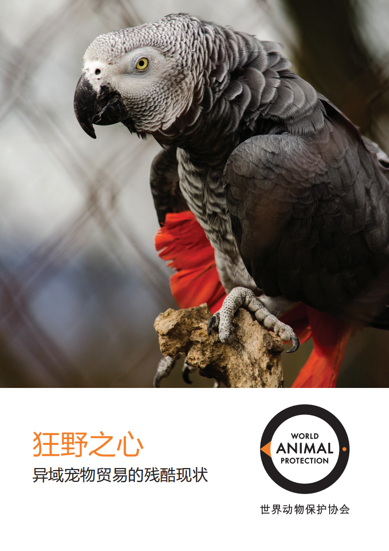 世界动物保护协会：异域宠物贸易的残酷现状.pdf 第1页