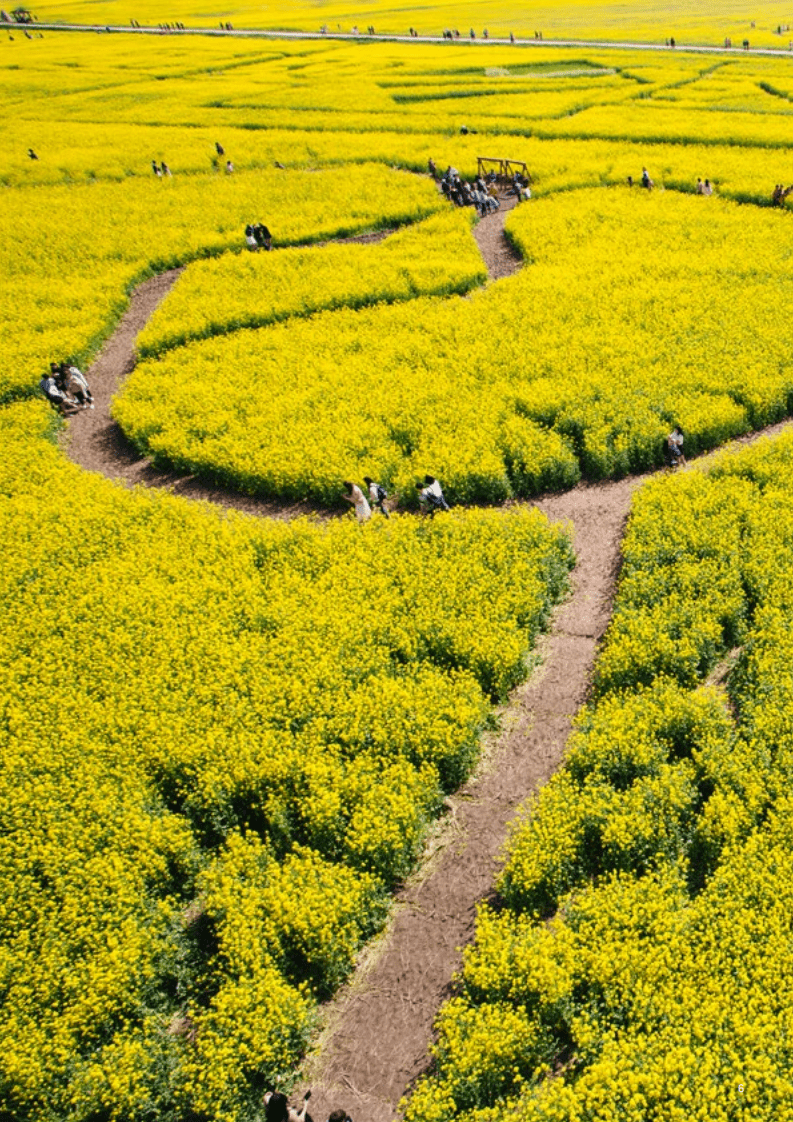 埃森哲：内容：营销的生命源泉 &mdash;&mdash;亚太区洞察报告.pdf 第6页