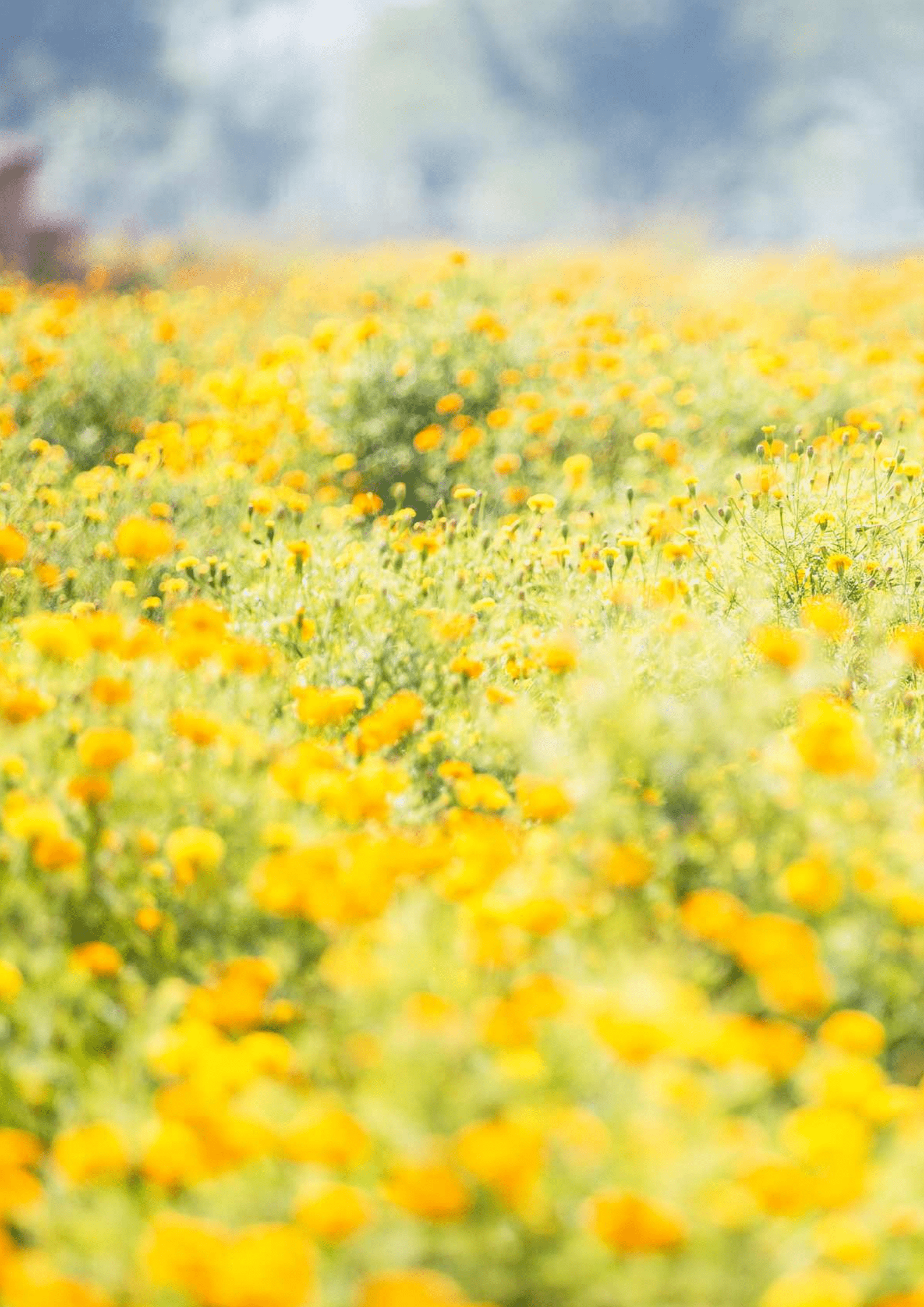 SAP：2022数字技术支撑中国能源行业转型报告.pdf 第5页