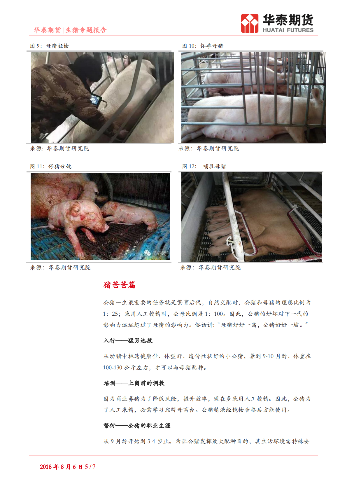 生猪专题报告：肉猪的一生.pdf 第5页