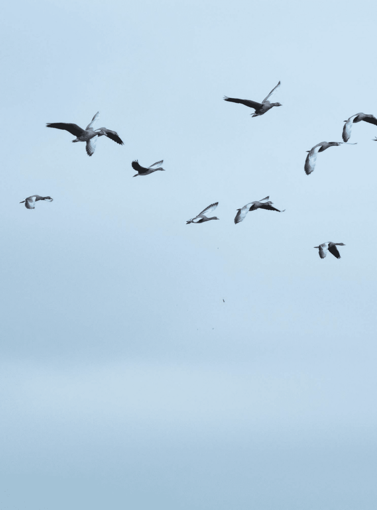 中国海归人才吸引力报告.pdf 第3页