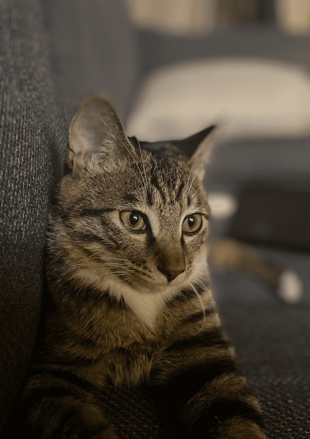 德勤：中国宠物食品行业白皮书&mdash;&mdash;乘&ldquo;它&rdquo;经济之风扶摇直上 第4页