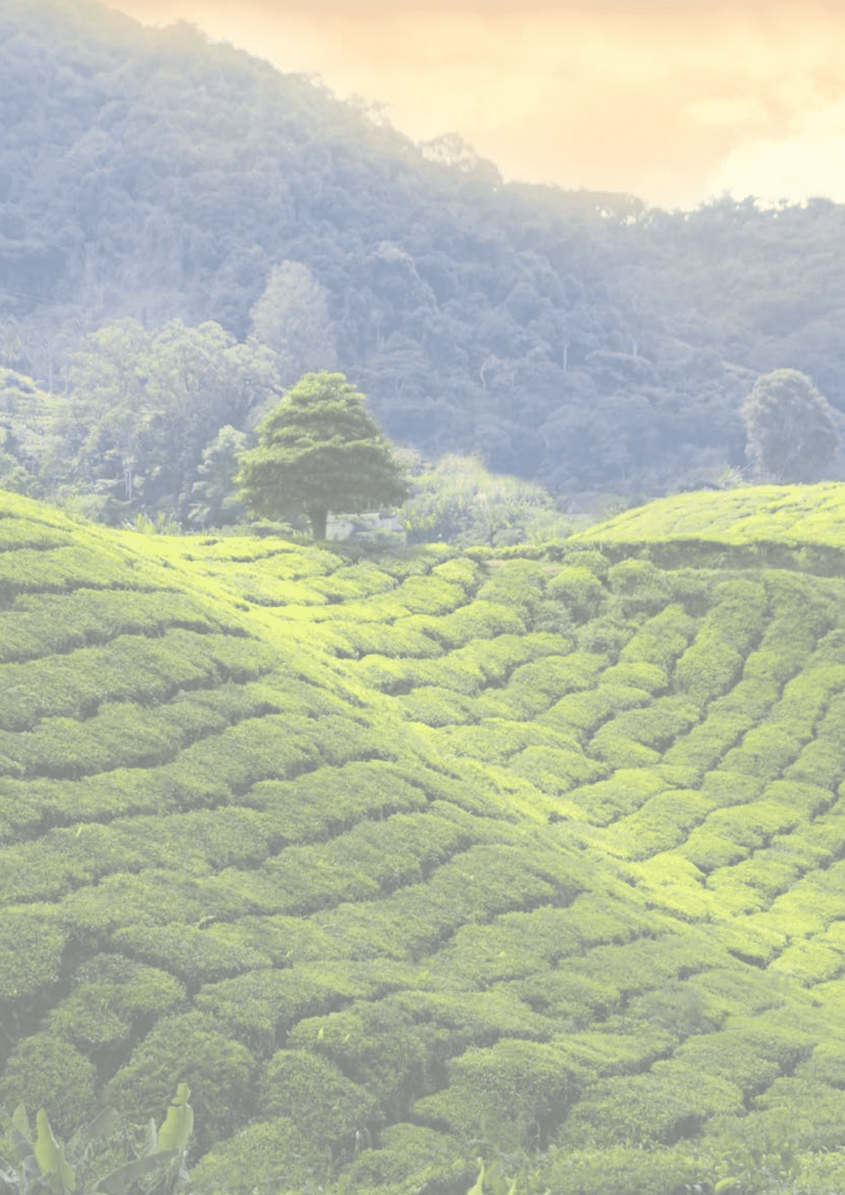 BBH：2022大中华区EFT投资调查 第2页