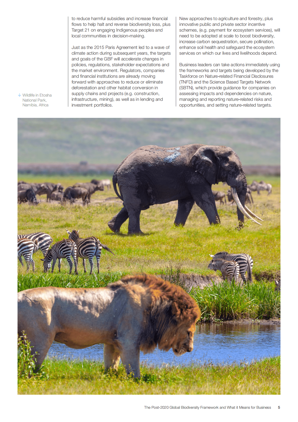 世界经济论坛&普华永道：2020年后全球生物多样性框架及其对企业的意义 第5页