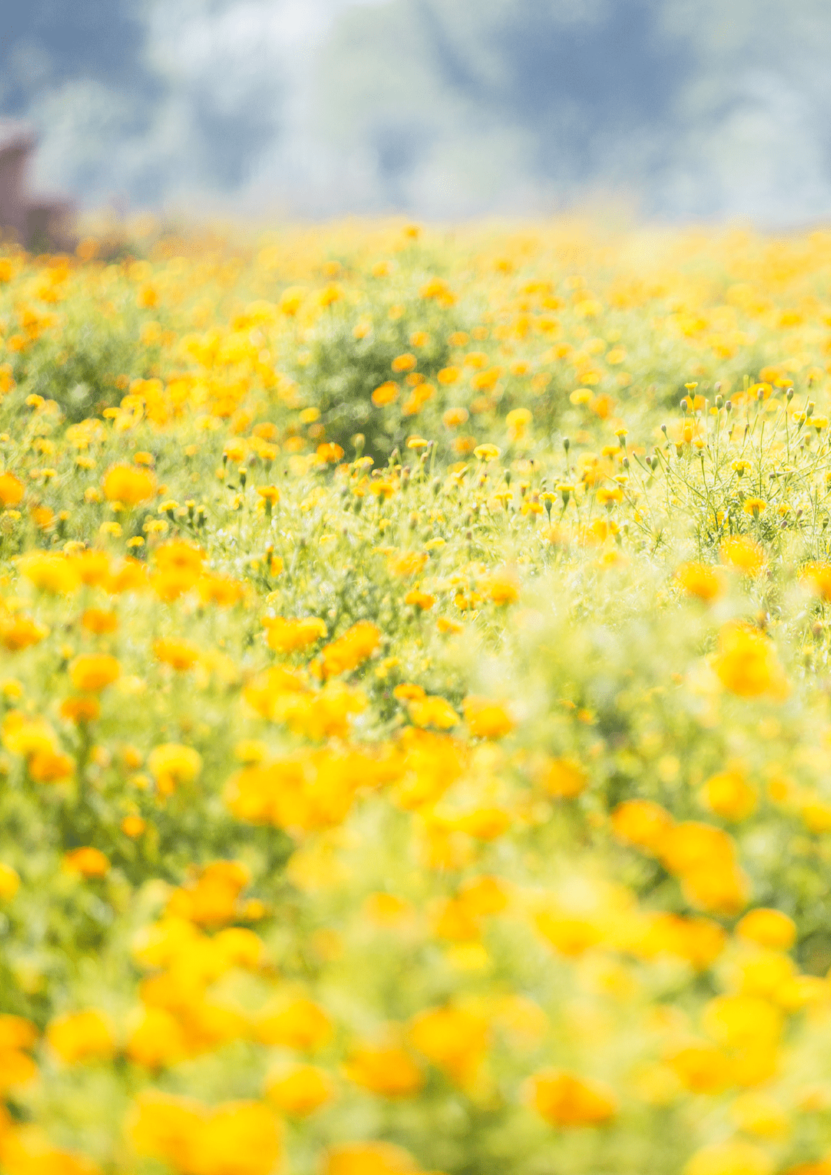 思爱普：数字技术支持能源行业低碳转型白皮书 第5页