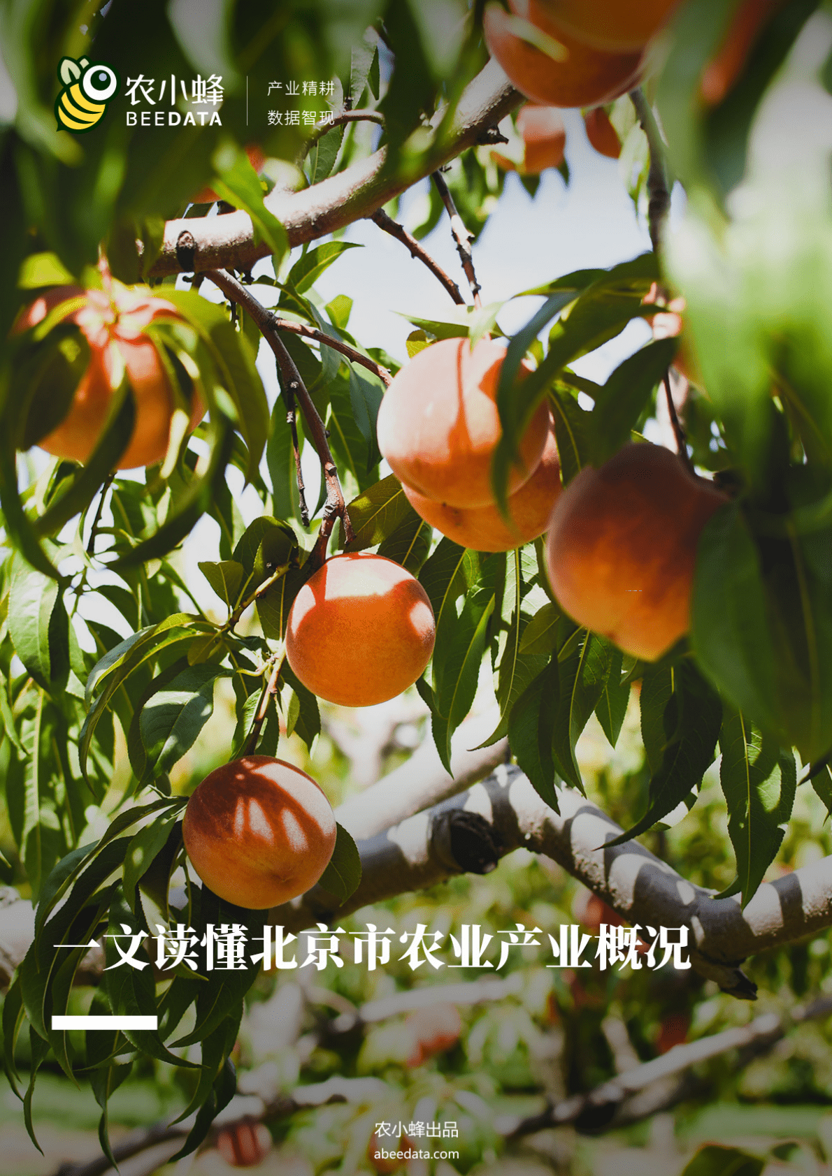 农小蜂：一文读懂北京市农业产业概况 第1页