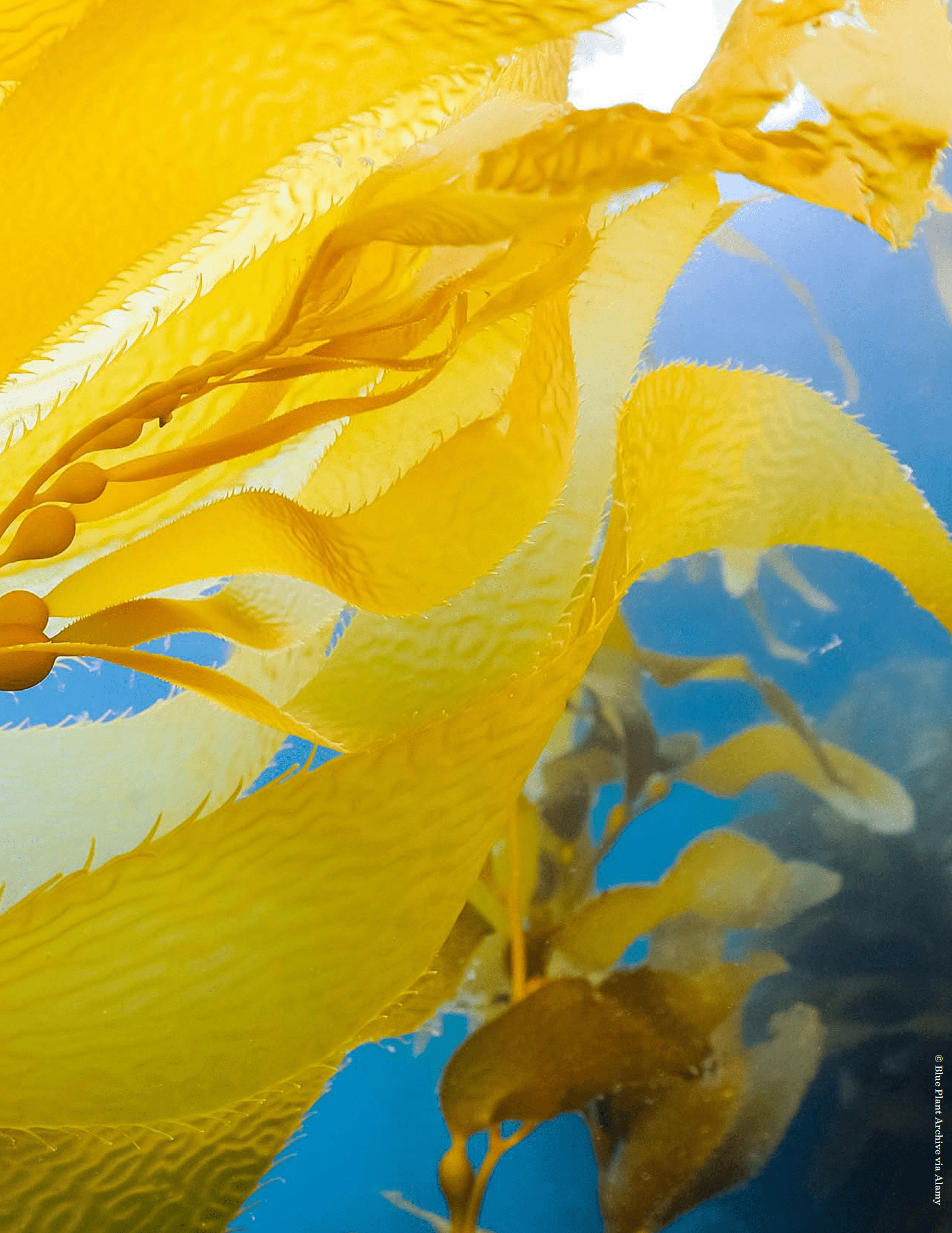 自然资源保护协会：海洋应对气候变化行动指南 第4页