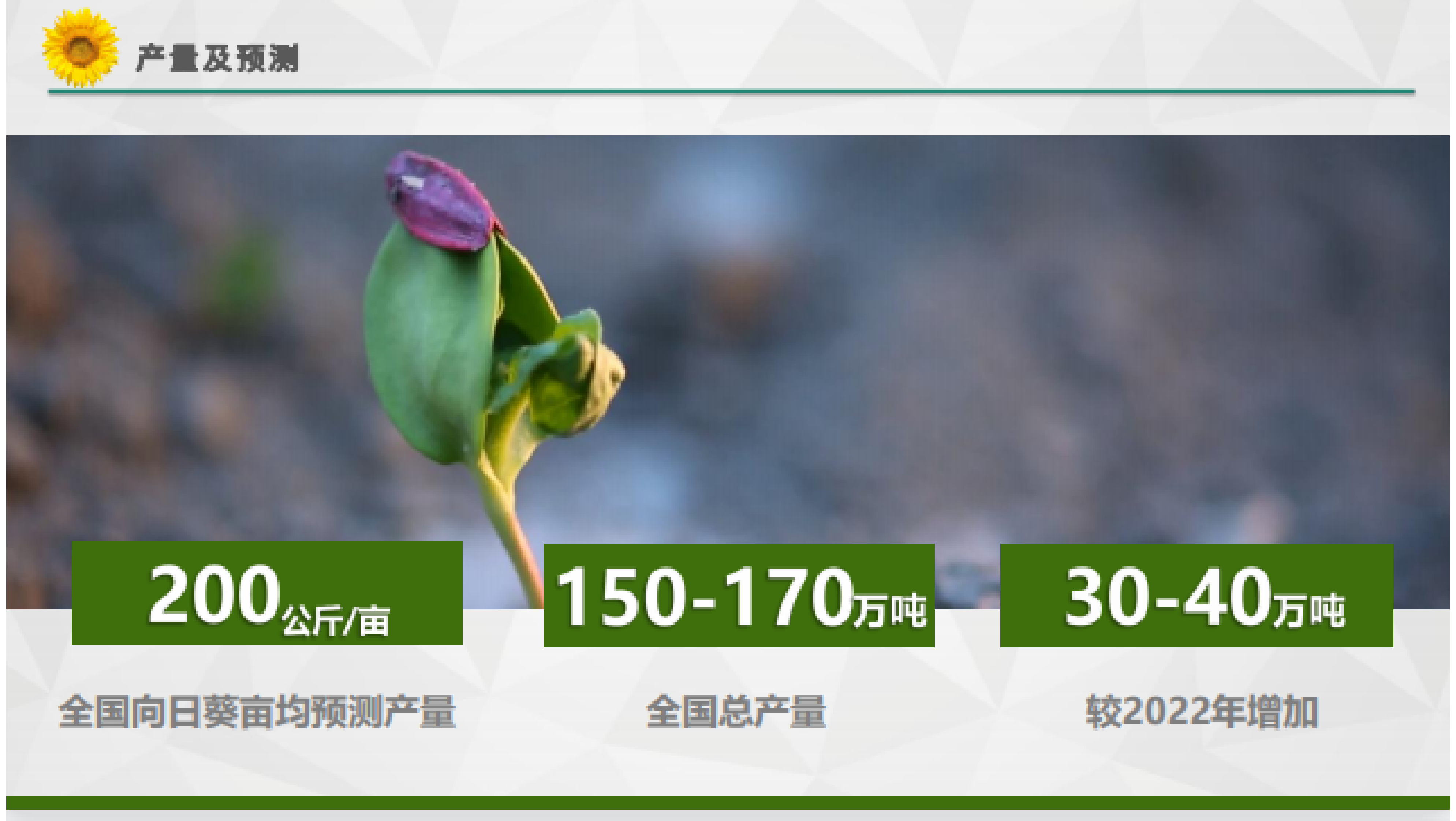 三瑞农科：2023年中国葵花产业行业报告 第5页