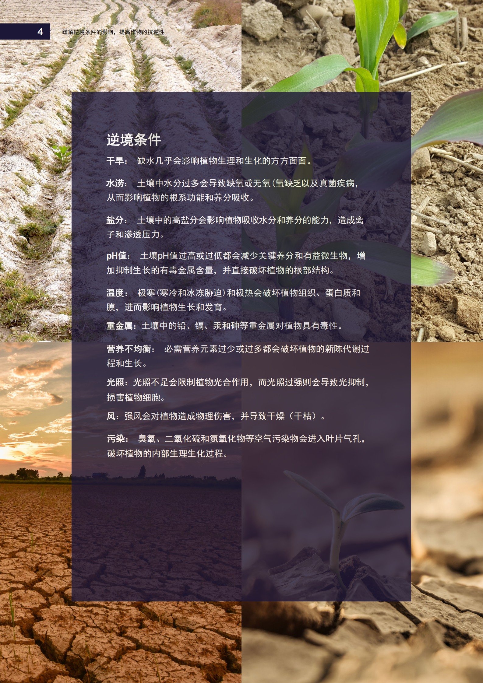 提高作物的抗逆性，缓解逆境条件的影响 第4页