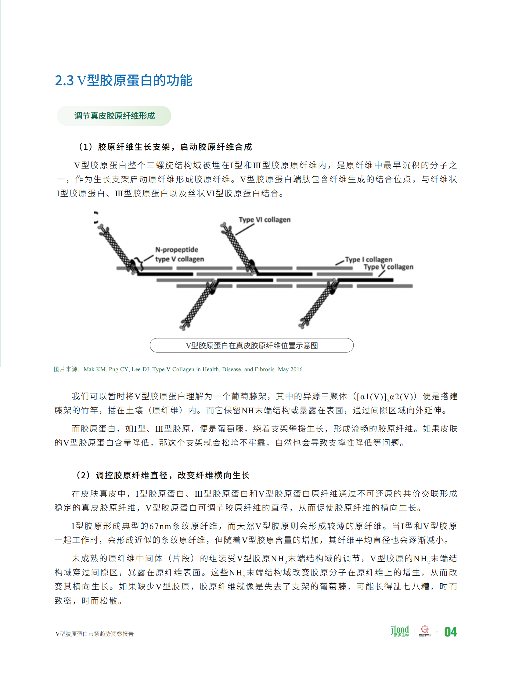 聚源生物&青眼情报：2024年型胶原蛋白市场趋势洞察报告 第8页