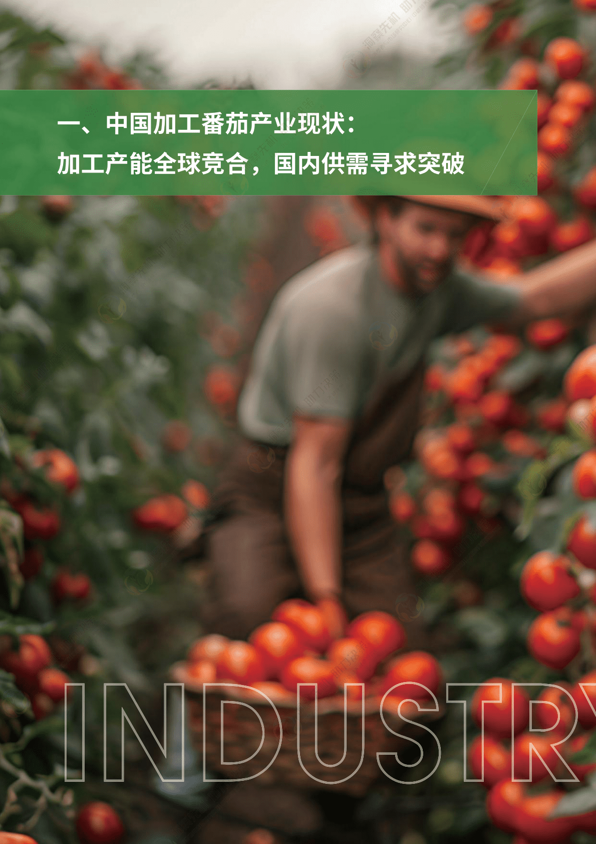 中粮营养健康研究院：2025年中国加工番茄产业发展白皮书 第8页