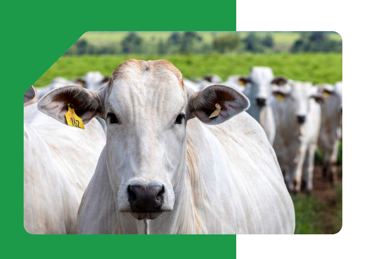 2025年牛肉报告 第4页