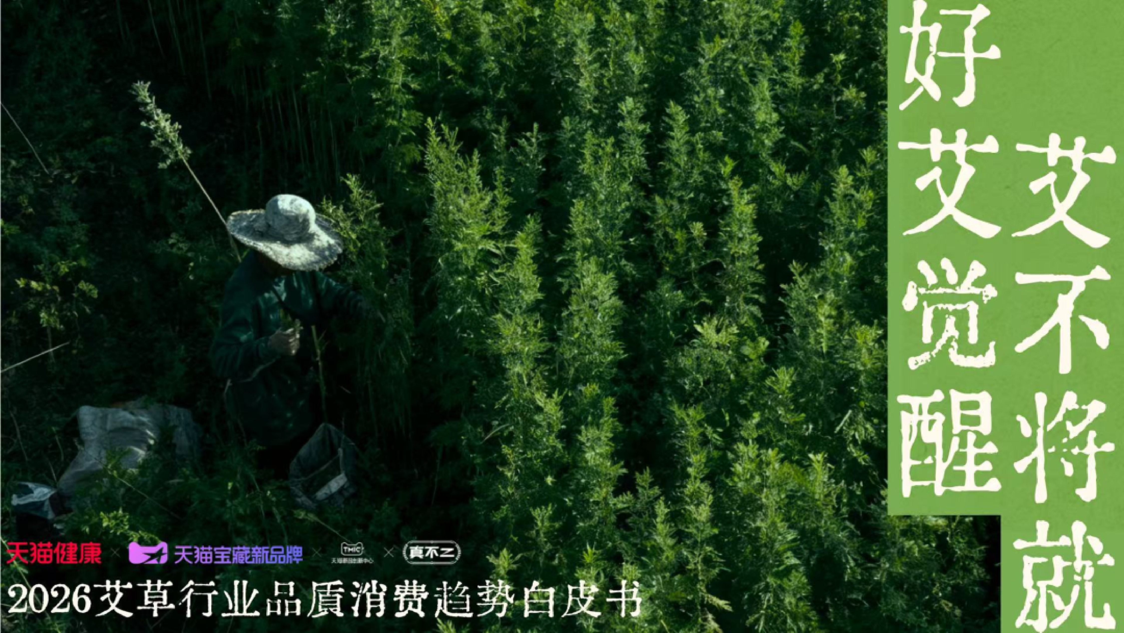 2026年艾草行业品质消费趋势白皮书-天猫健康 第1页
